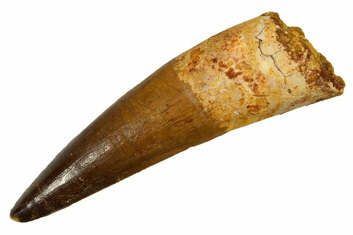 Real Fossil Spinosaurus Tooth - Nice Enamel Preservation #328049
